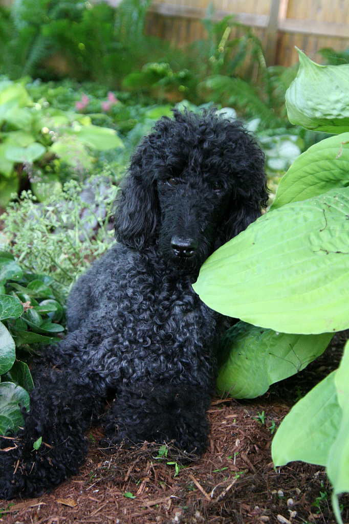 Halle in the Shade Garden