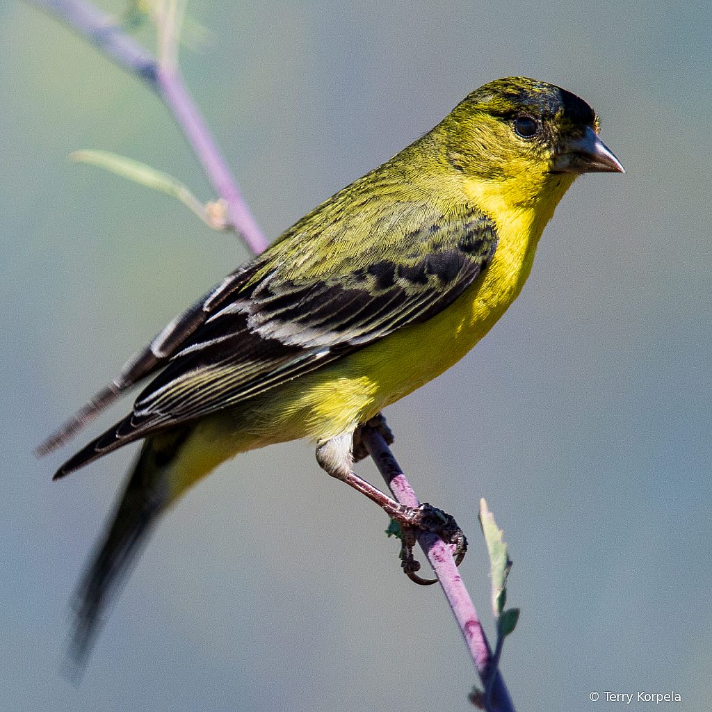 Lesser Goldfinch (male)