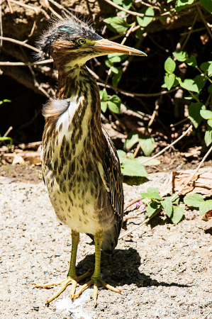 Young Green Heron