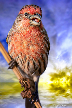 House Finch