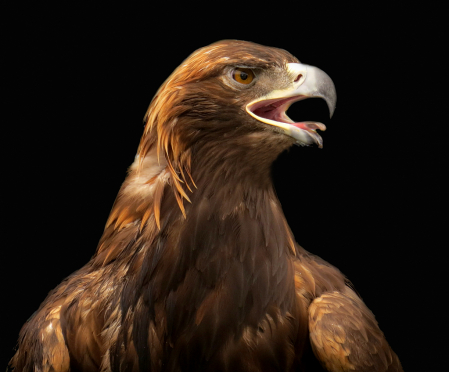 Golden Eagle