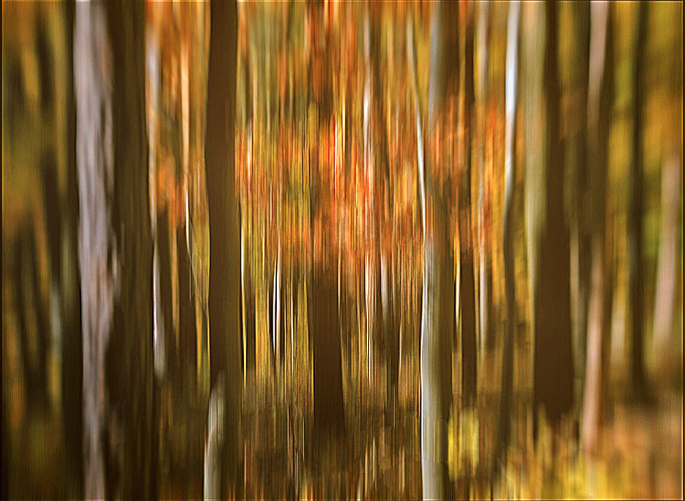 Forest Abstract