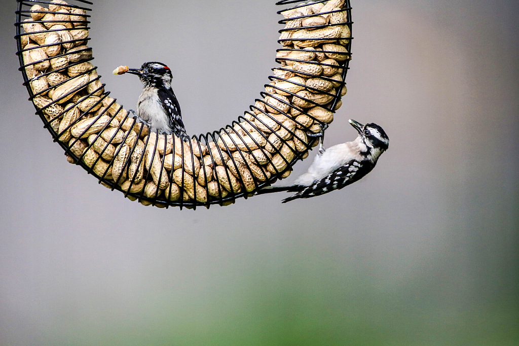 Juvenile Downey woodpecker and mom!