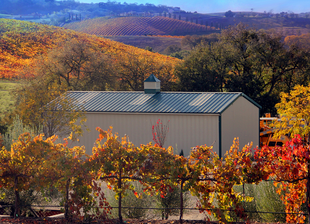 Autumn Vineyards Surrounding Barn