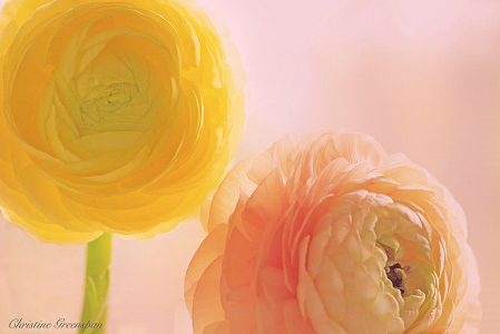 Two Ranunculus