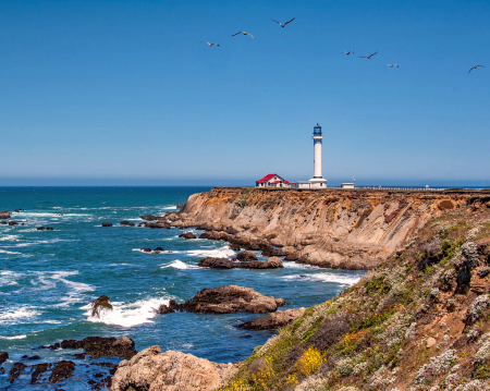 Birds over Point Arena