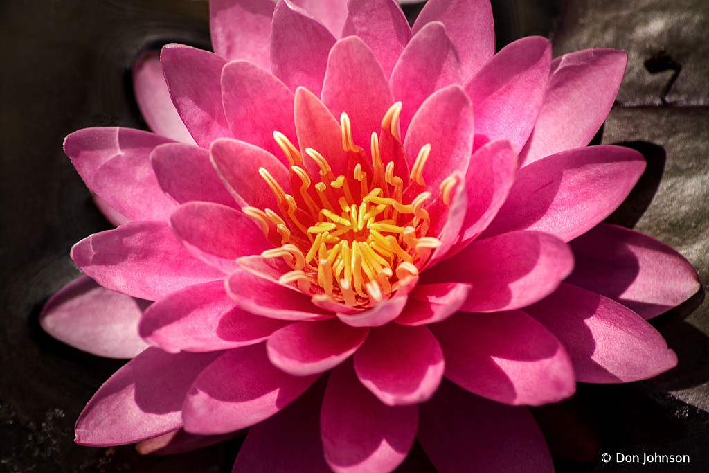 Terrific Water Lily 6-13-20 098