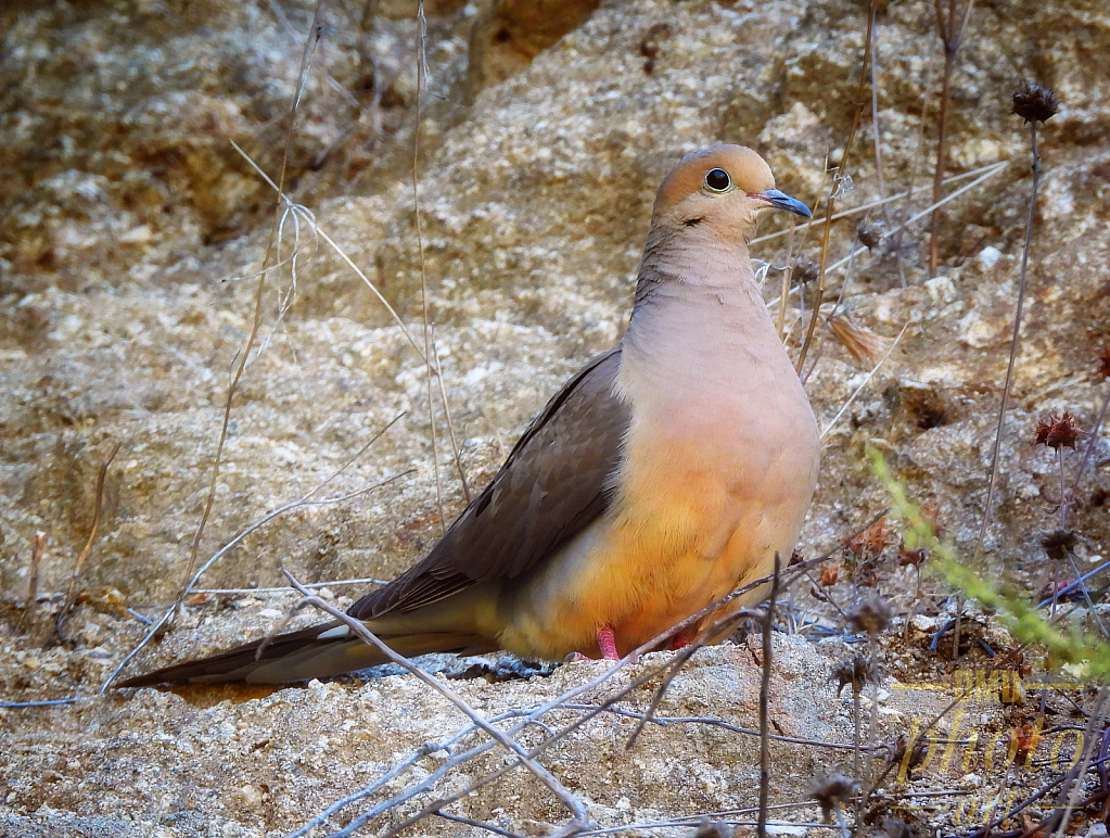 ~ ~ FEMALE MOURNING DOVE ~ ~ 