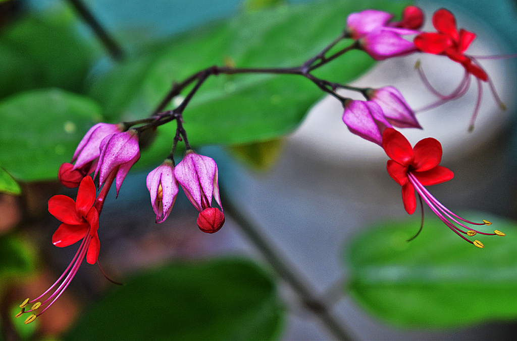 DELICATE FLOWERS