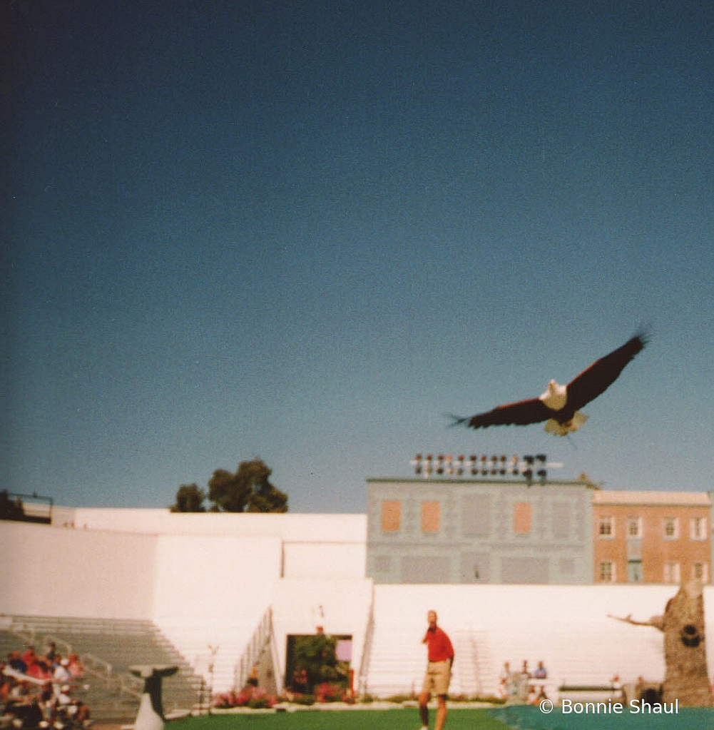 American Bald Eagle