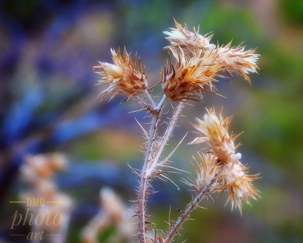 ~ ~ DRIED THISTLE ~ ~ 