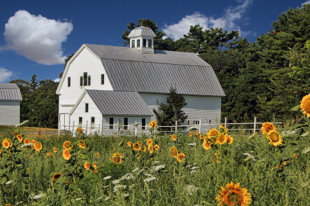 Windsor Maine Sunflowers
