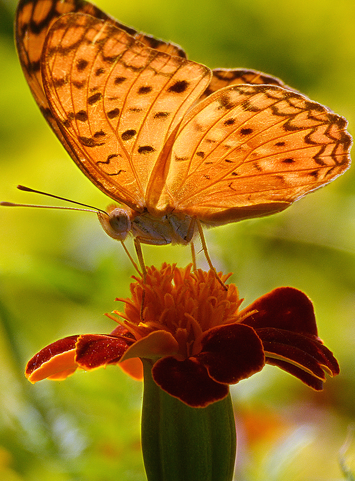 Orange on Orange