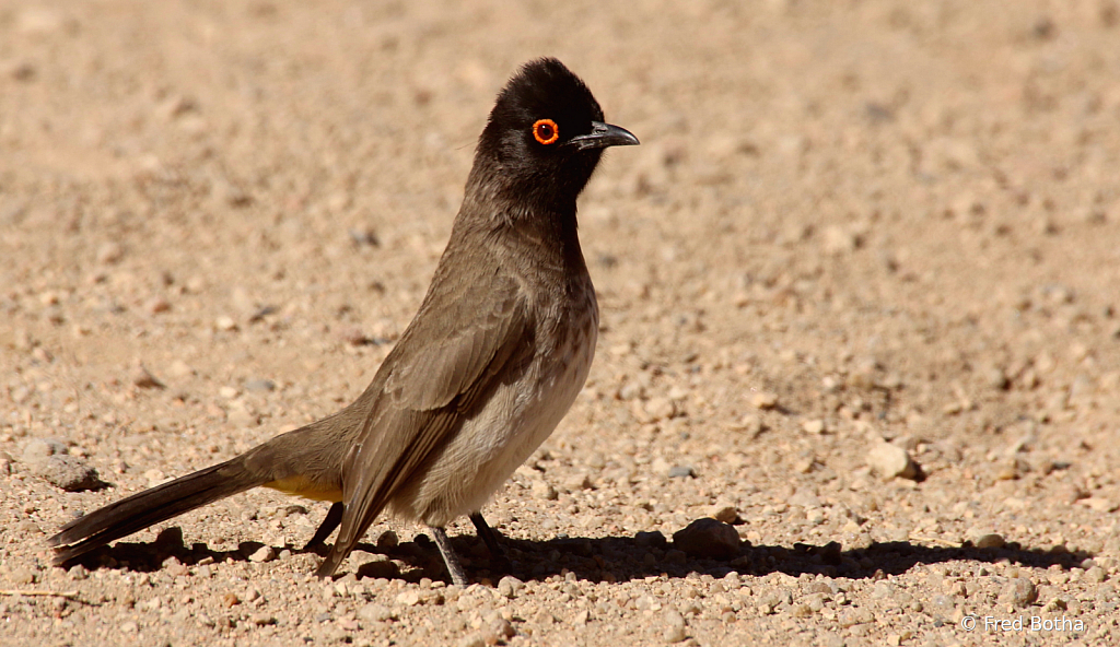 African Red-eyed Bulbul