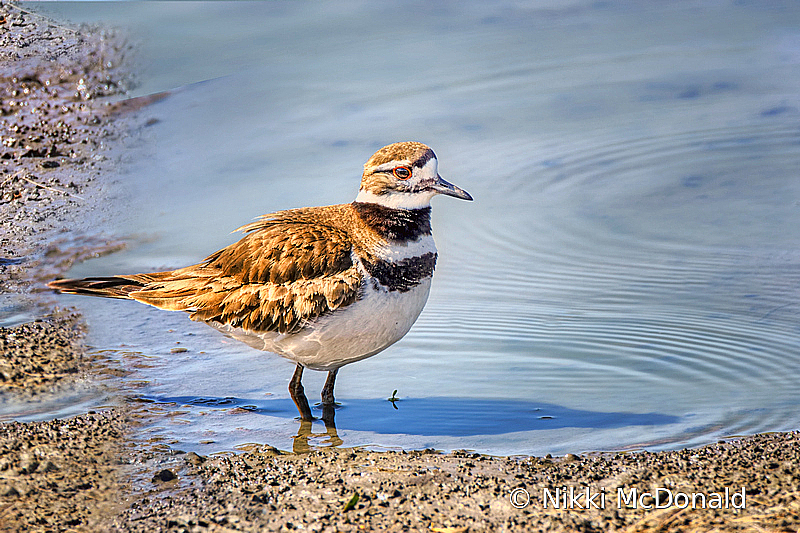 Killdeer