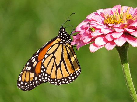 Monarch and Friends