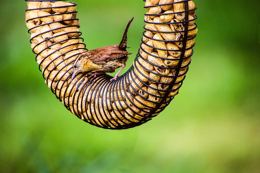 Carolina Wren!