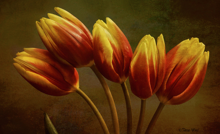 Tulips