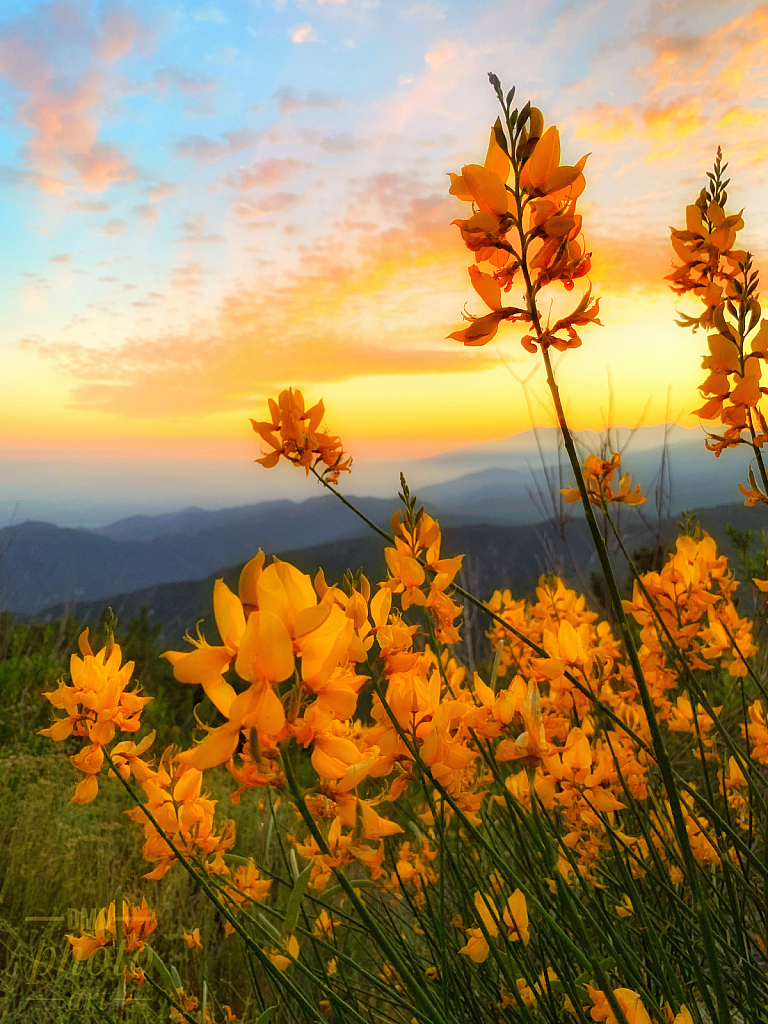 ~ ~ FLOWERS AT SUNSET ~ ~ 