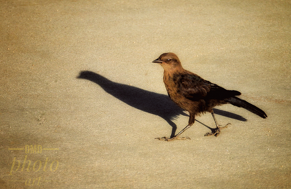 ~ ~ STROLLING WITH MY SHADOW ~ ~ 