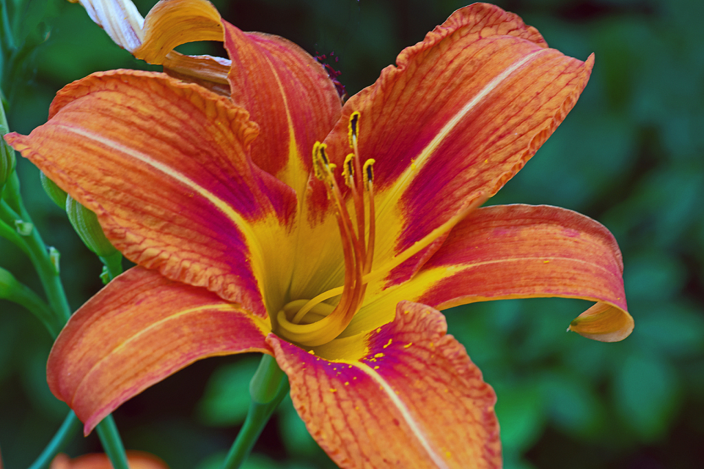 A Beautiful Tiger Lily