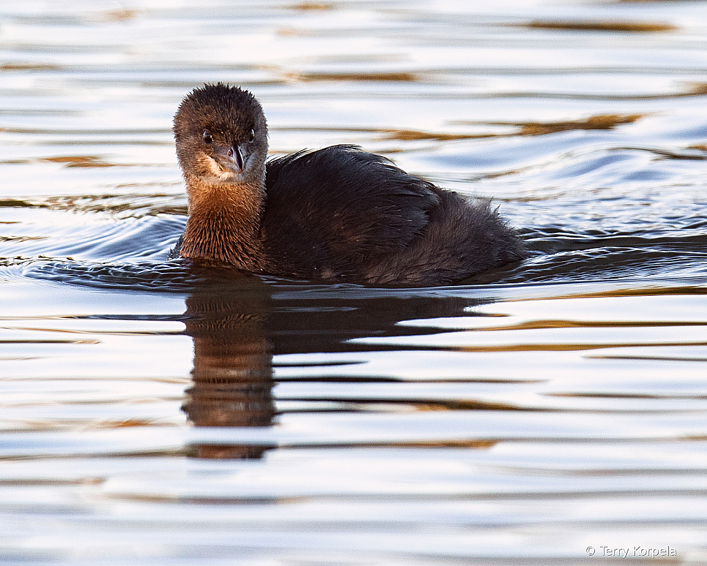 Pied-bill Grebe