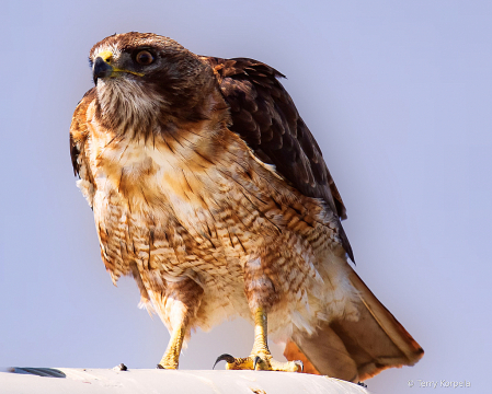 Red-tailed Hawk