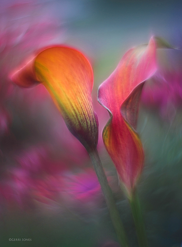 Bokeh Licious Calla