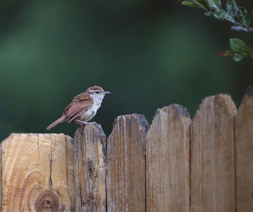 Juvenile Wren!