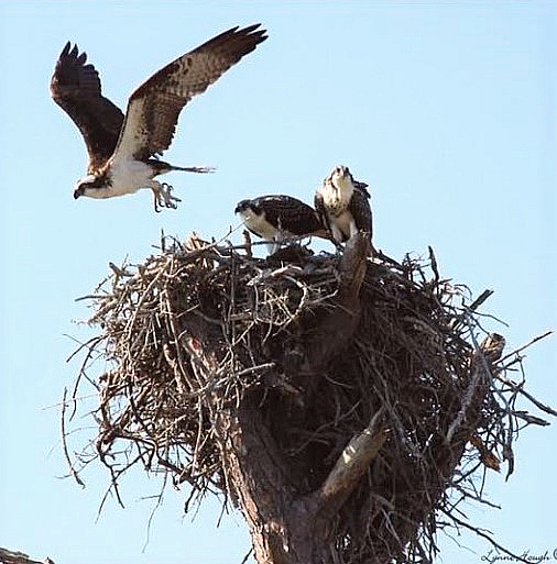 Osprey Family