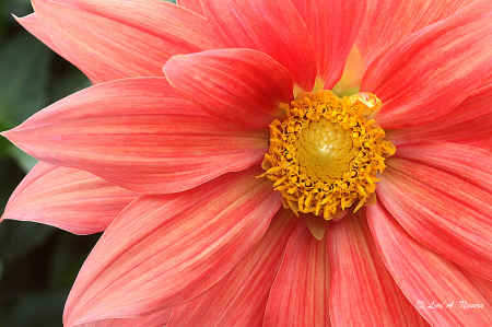 Peach Dahlia 2