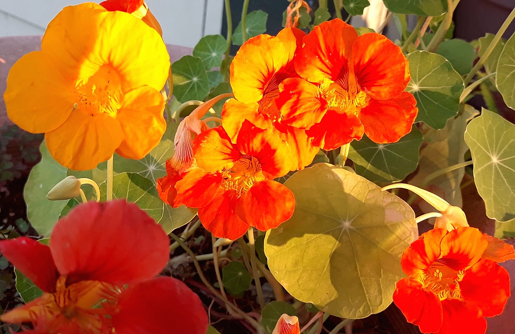 Nasturtiums