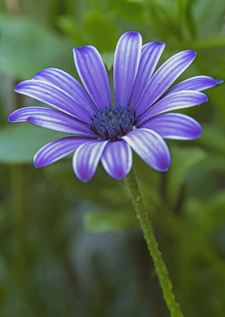 Purple Daisy