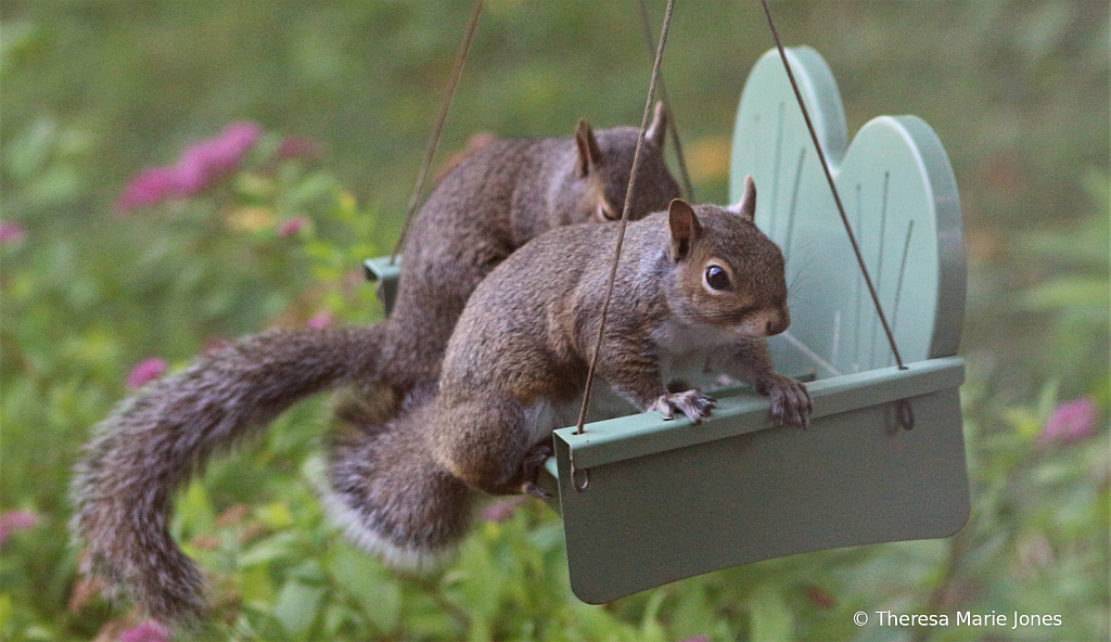 Swinging Squirrels - ID: 15828727 © Theresa Marie Jones