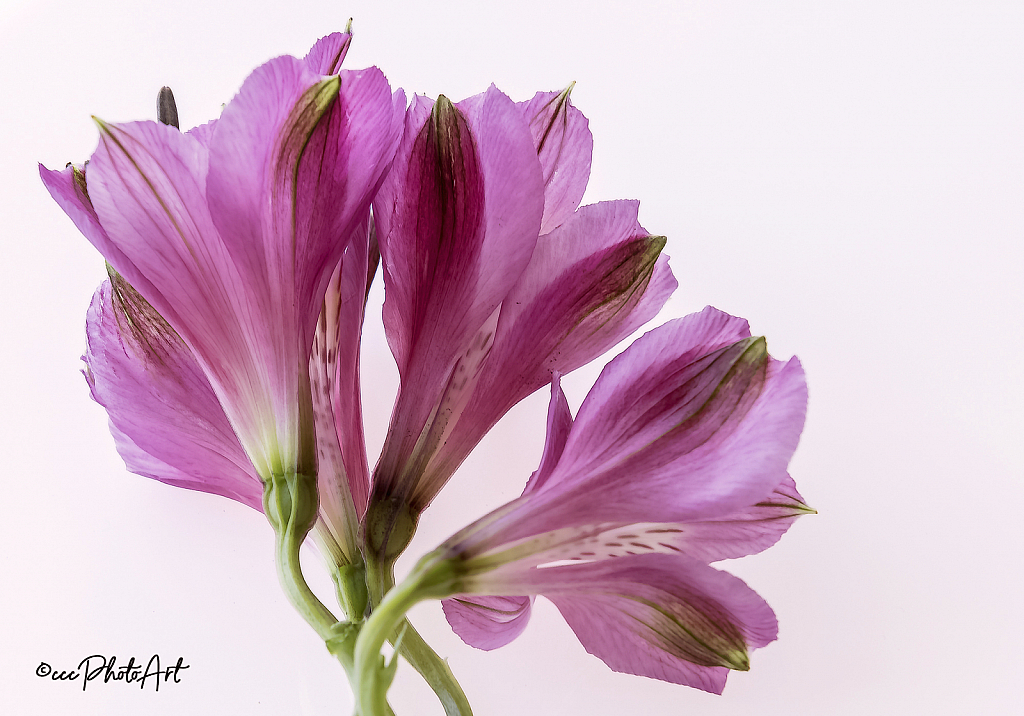 Fan Tastic Lillies - ID: 15828734 © Candice C. Calhoun