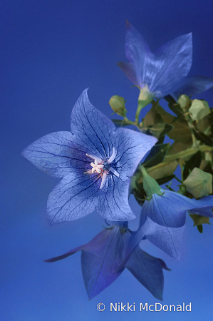 Balloon Flower Vertical