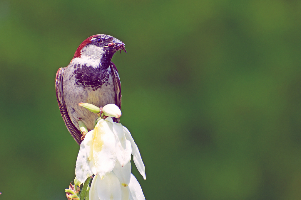 House Sparrow on a Yucca Plant