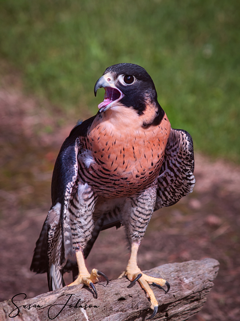 Peregrine Falcon - ID: 15828750 © Susan Johnson