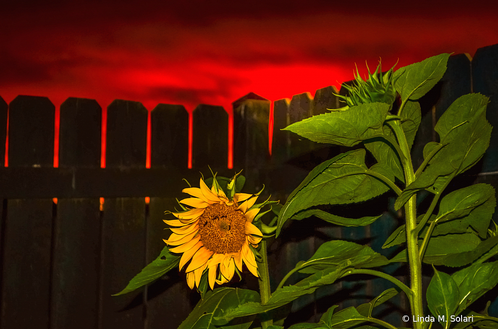 Nighttime Sunflower