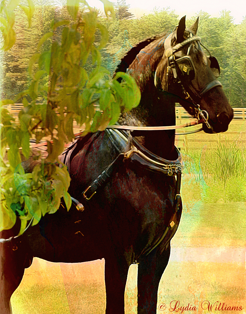 Friesian - ID: 15828780 © Lydia Williams