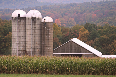 Fall Harvest