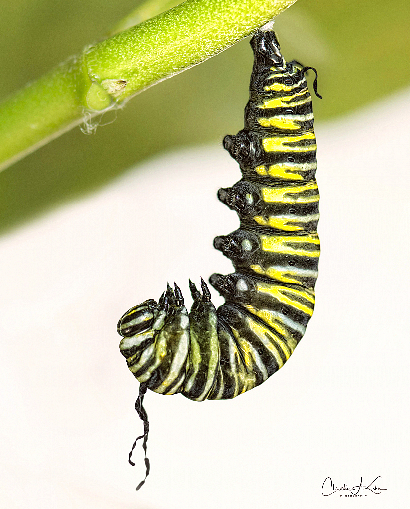 Hanging Around, Upside Down