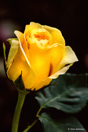 Yellow Rose BSG 6-7-20 296