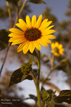 Sun Flower