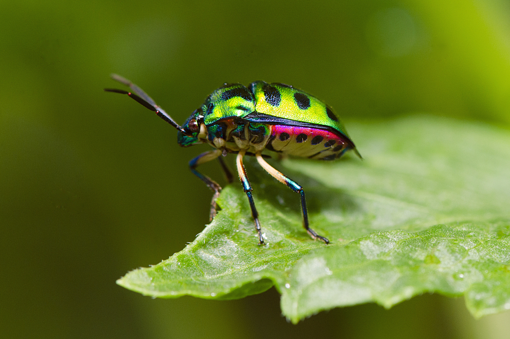 Lychee Shield-backed Jewel Bug