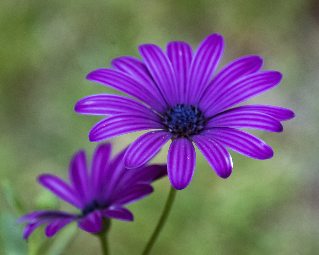 Purple Daisies