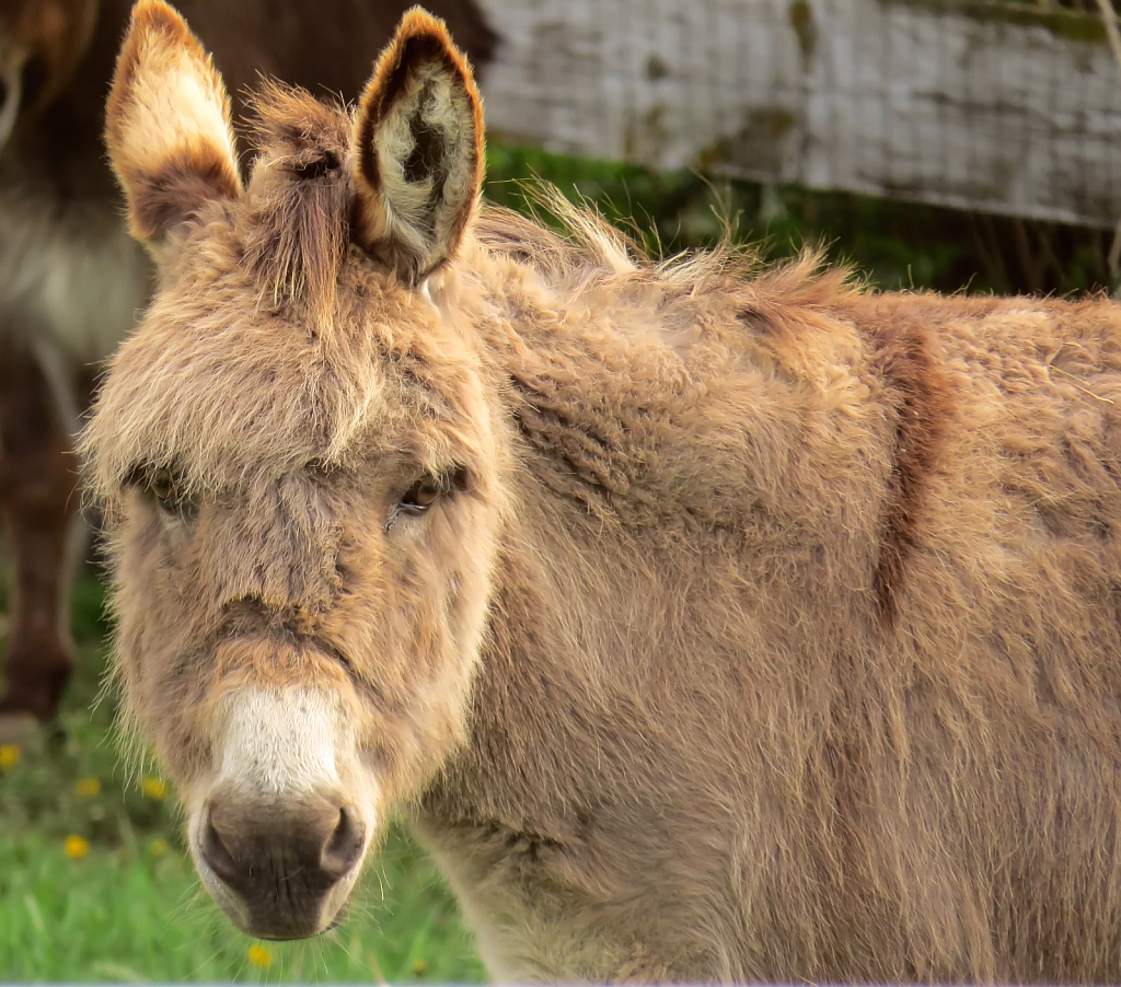 Fuzzy Donkey