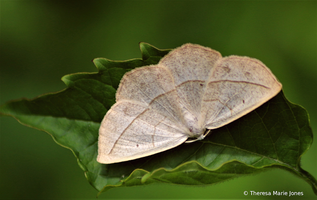 Moth - ID: 15828896 © Theresa Marie Jones