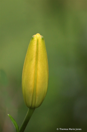 Yellow Lily Bud