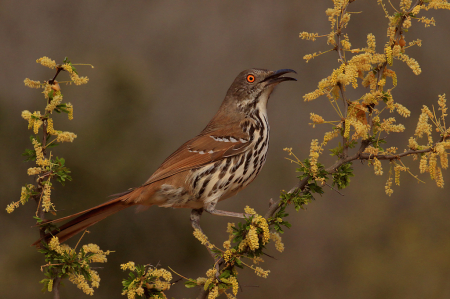 Curved Bill Thrasher in Yellow